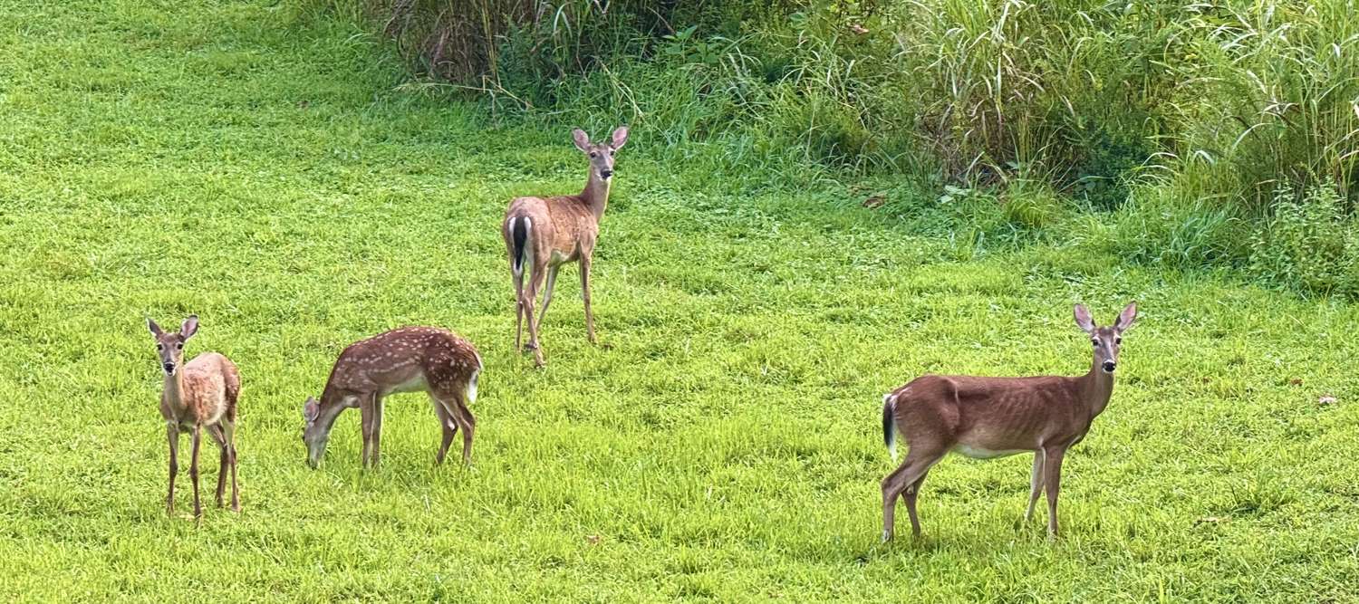 Four white-tailed deer, one still spotted, grazing in a green field