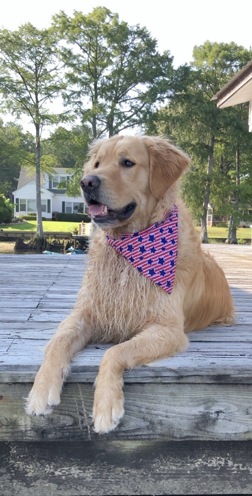 Golden retriever wearing a patriotic bandana lying calmly on a wooden dock