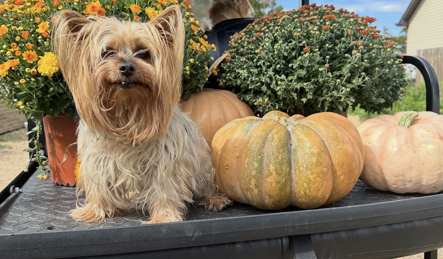 Yorkshire Terrier among fall mums and pumpkins