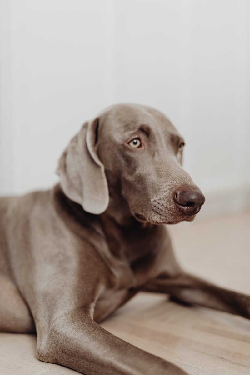 A healthy adult Weimaraner lying calmly on a wood floor