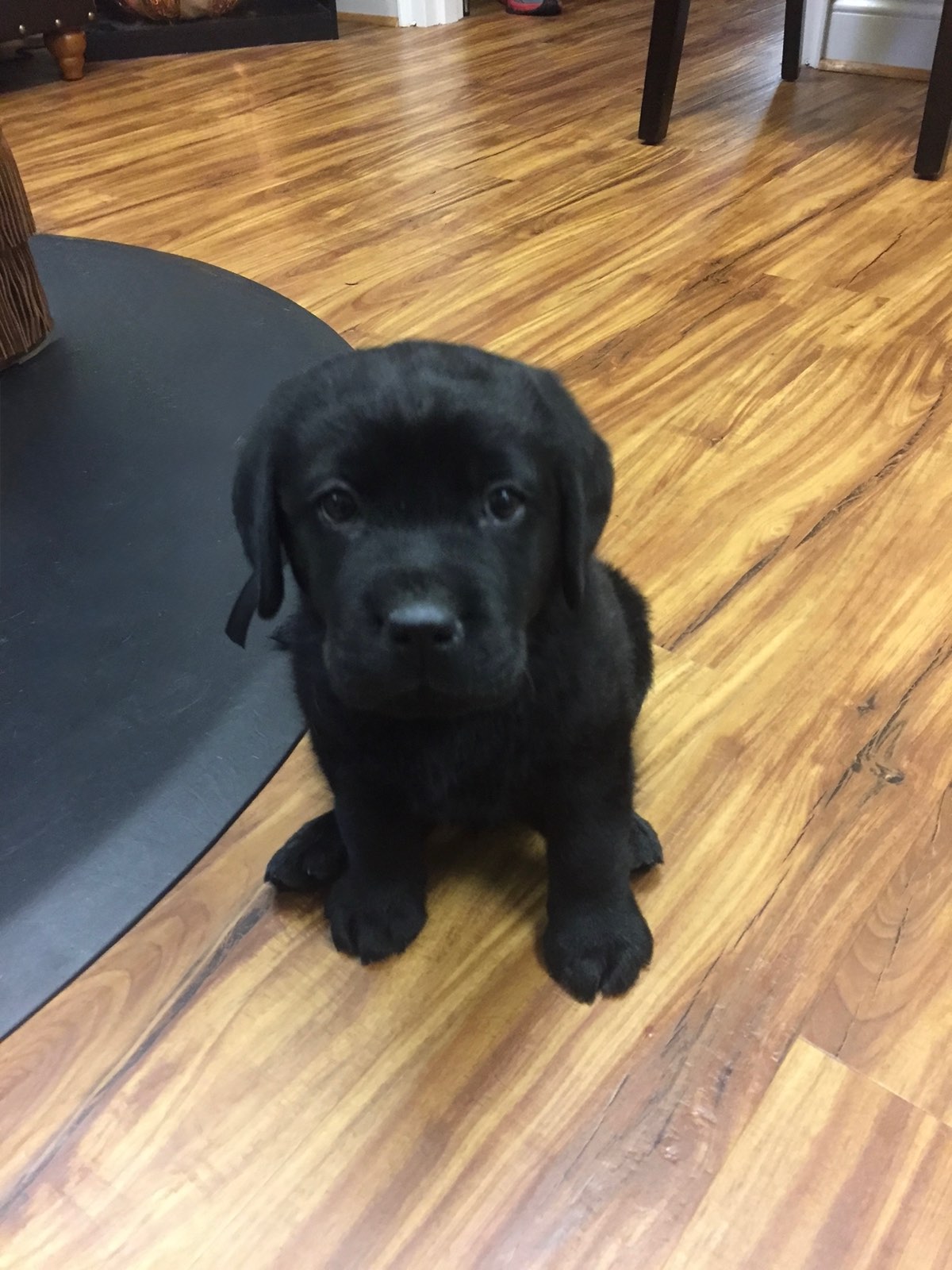 A black Labrador puppy sitting on a wood floor, looking up at the camera
