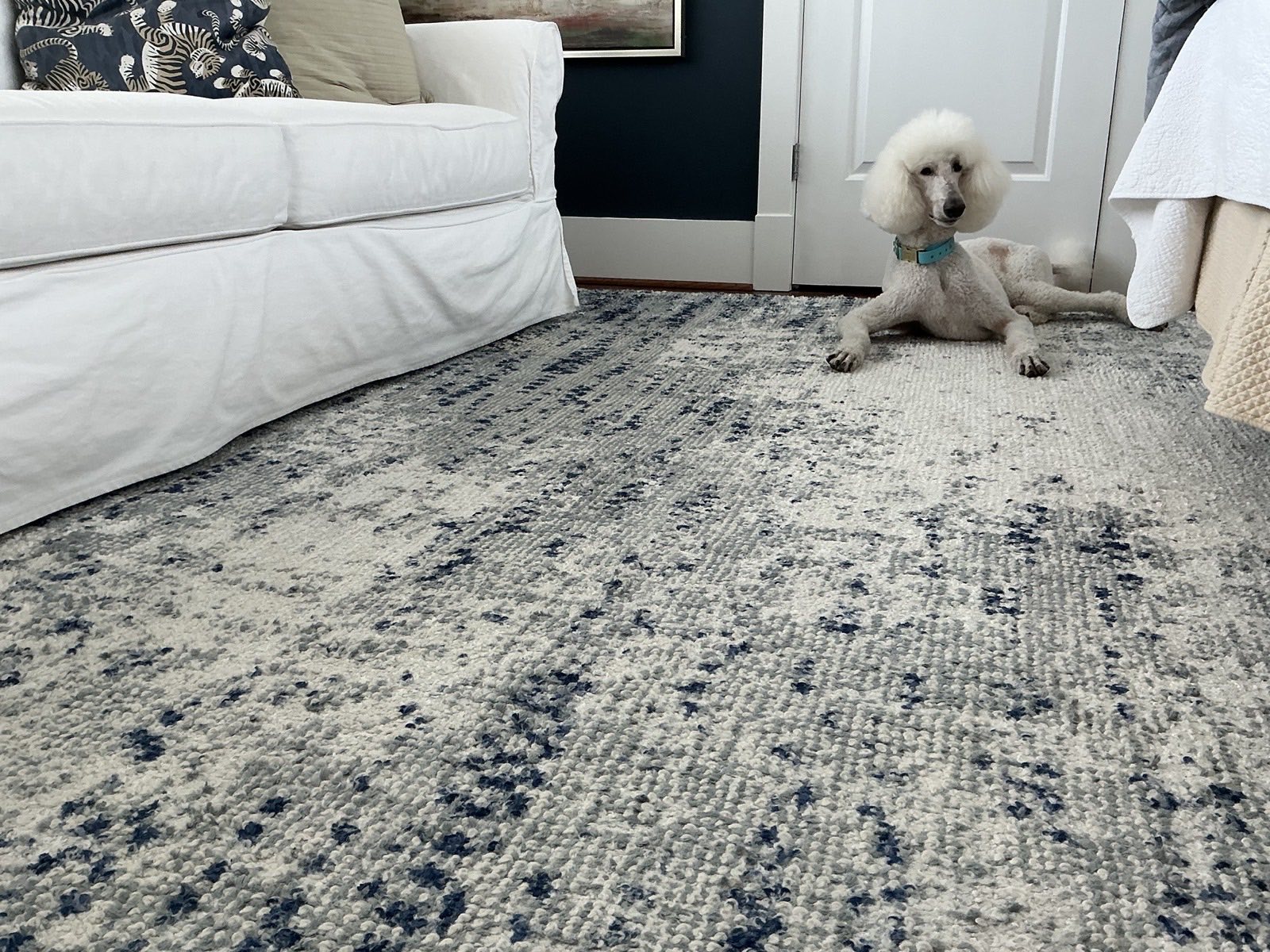 Standard poodle lying on a blue and cream patterned area rug, the one rug kept after returning fifteen others