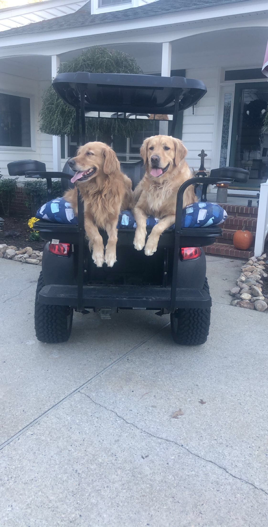 Two golden retrievers sitting side by side in the back of a parked golf cart outside a house