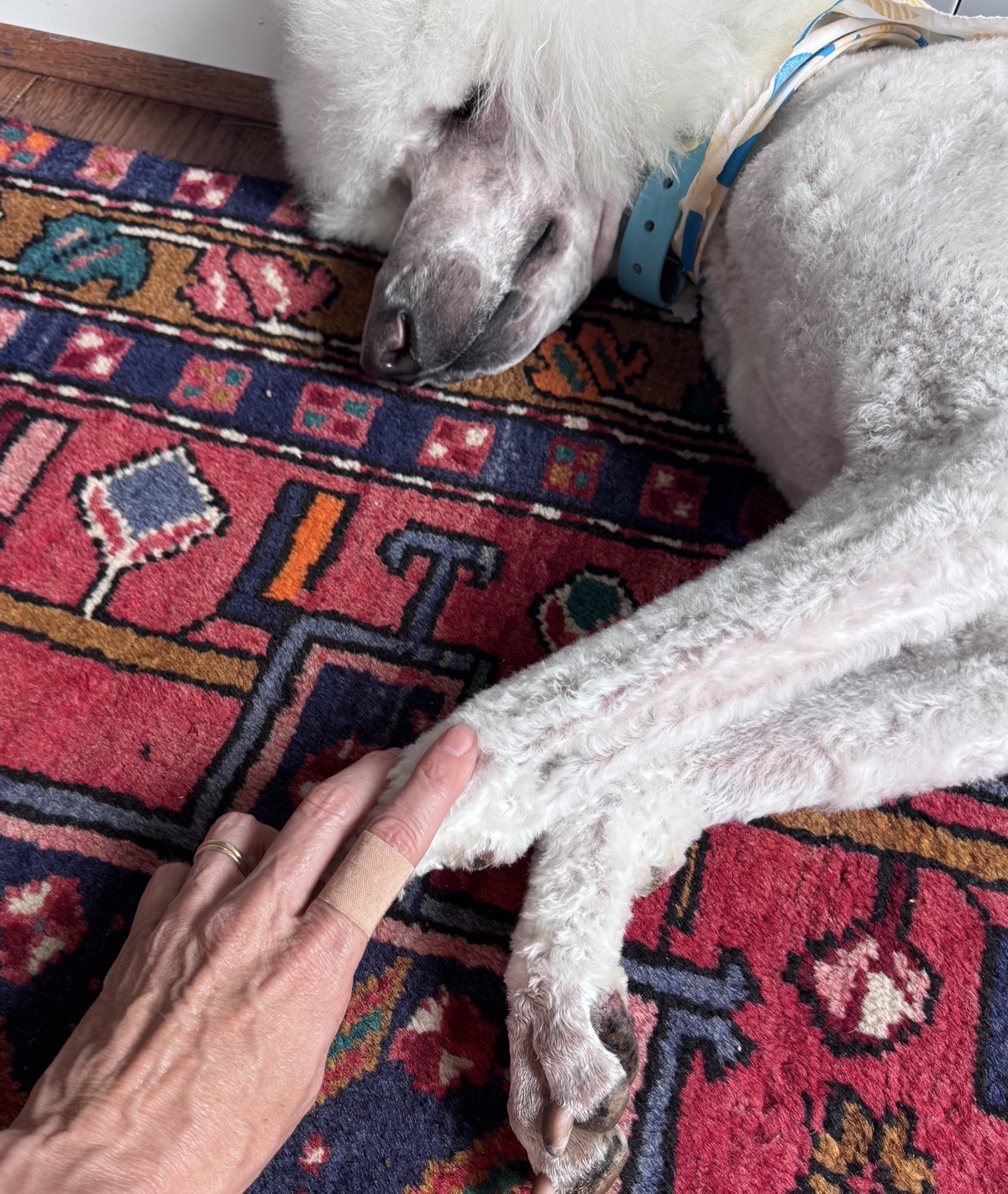 Hand resting on a poodle's paw