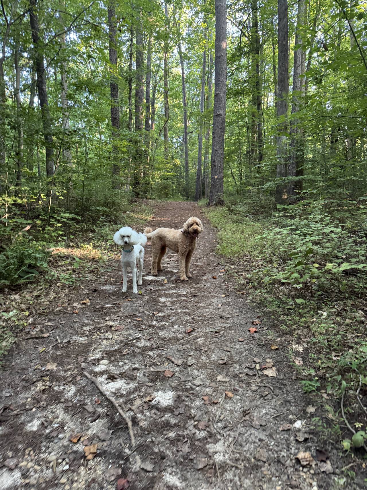 A poodle and a goldendoodle on a wooded dirt trail in morning light