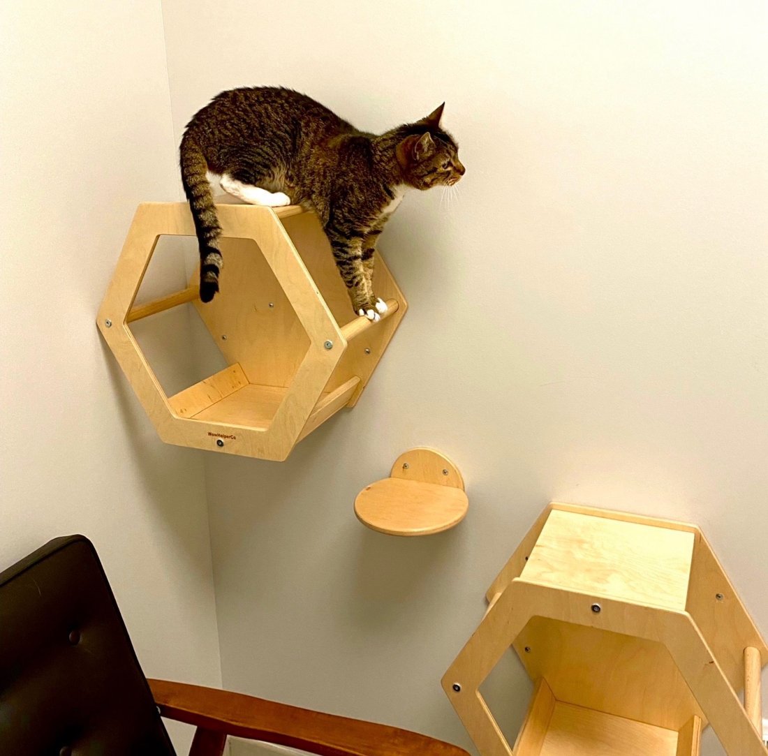 Tabby cat perched on wooden hexagonal climbing shelves in a veterinary exam room