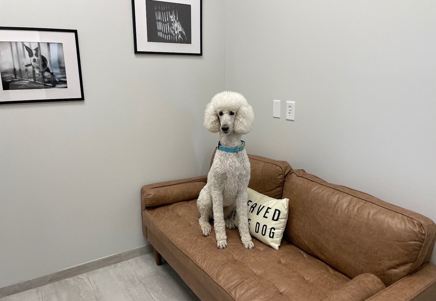 White standard poodle sitting upright on a leather couch in a veterinary exam room