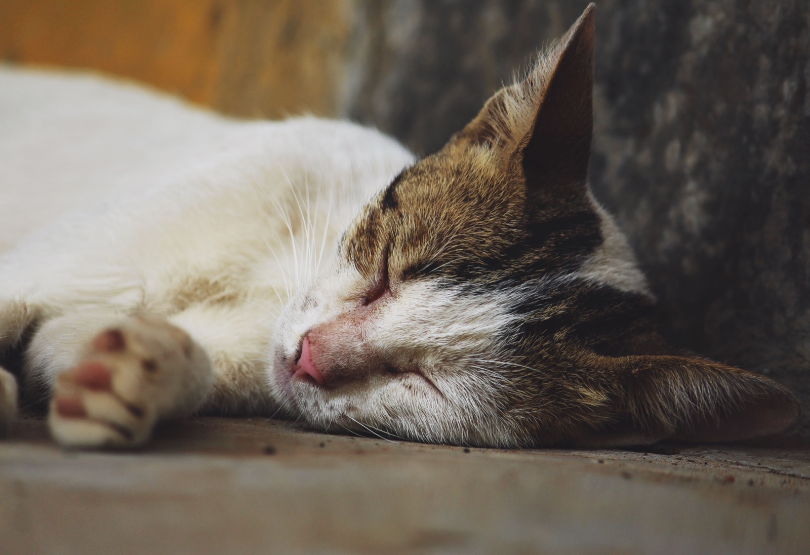 A white and tabby cat asleep on its side on a stone surface